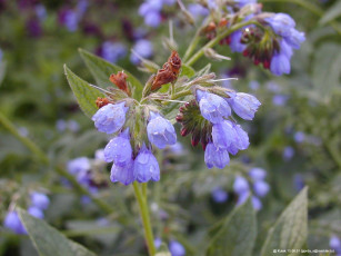 Картинка цветы луговые полевые
