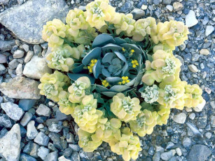 Картинка цветы разные вместе