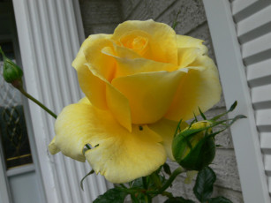 Картинка цветы розы