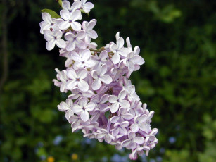Картинка цветы сирень