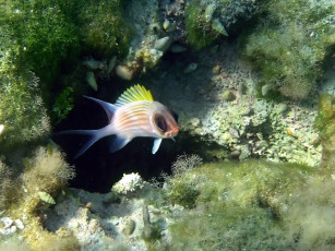 Картинка squirrel fish животные рыбы