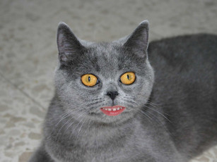 Картинка юмор приколы