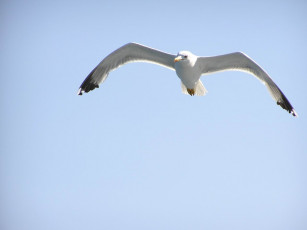 Картинка животные Чайки бакланы крачки