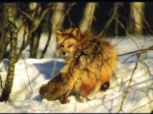 Картинка животные лисы