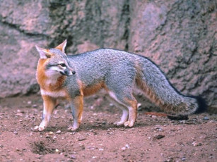 Картинка животные лисы