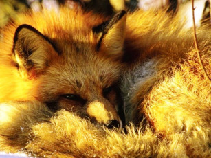 Картинка животные лисы