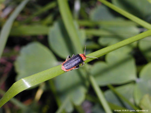 Картинка животные насекомые