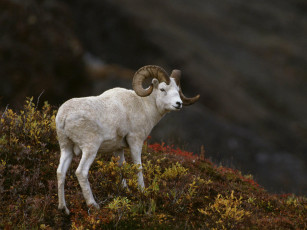 Картинка животные овцы бараны