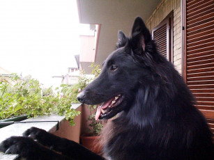 Картинка животные собаки