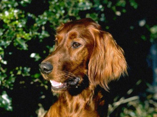 Картинка животные собаки