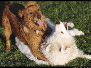 Картинка животные собаки