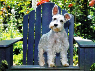 Картинка животные собаки