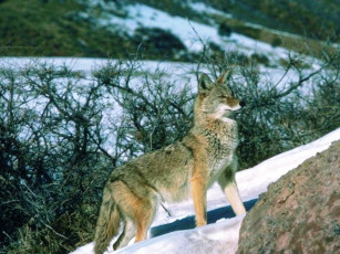 Картинка животные волки