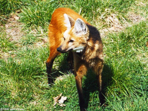 Картинка животные волки