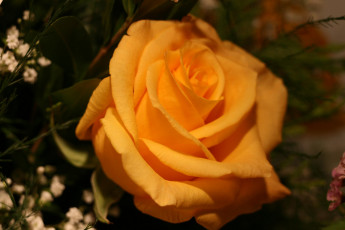 Картинка цветы розы