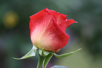 Картинка цветы розы