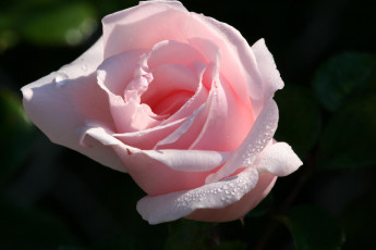 Картинка цветы розы