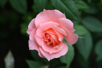 Картинка цветы розы