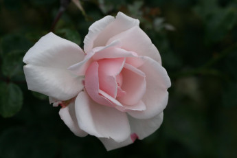 Картинка цветы розы