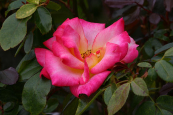 Картинка цветы розы