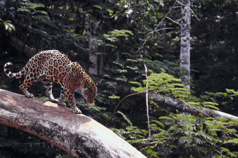 Картинка животные Ягуары