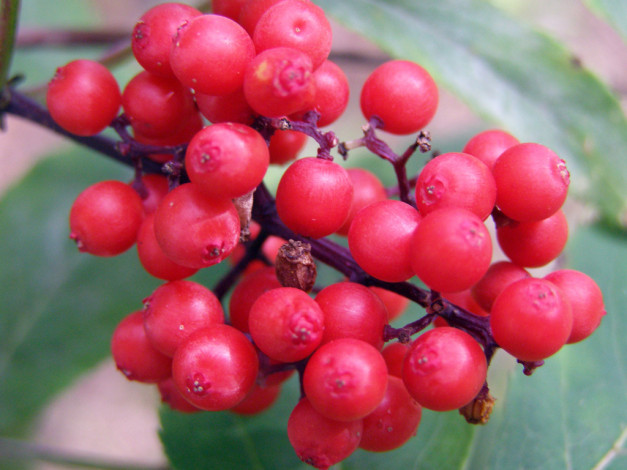 Обои картинки фото 