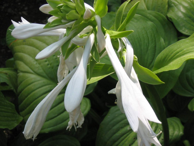 Обои картинки фото цветы