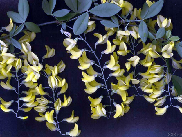 Обои картинки фото цветы, акация