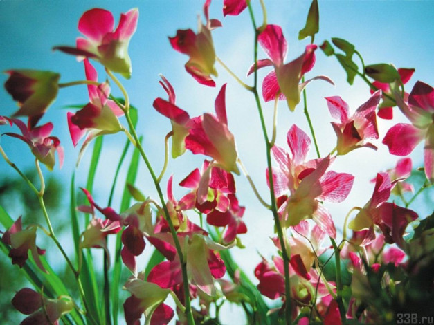 Обои картинки фото цветы, аквилегия, водосбор