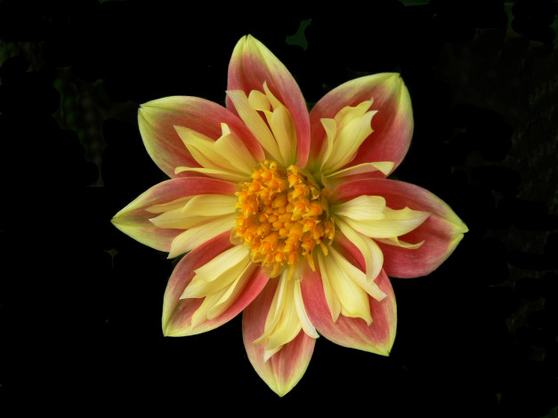 Обои картинки фото цветы, георгины