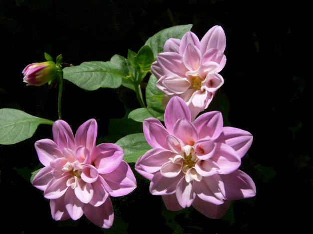 Обои картинки фото цветы, георгины