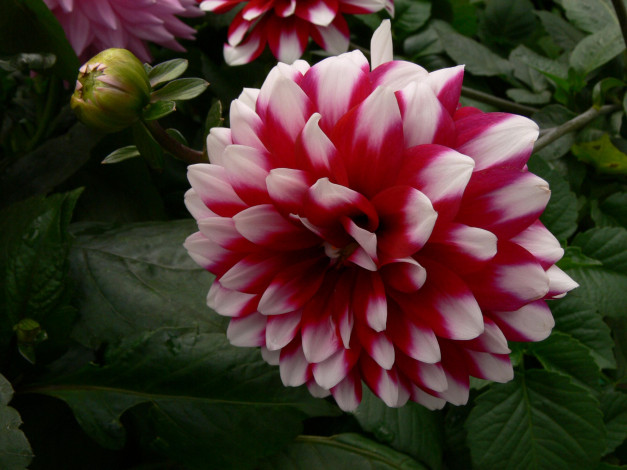 Обои картинки фото цветы, георгины