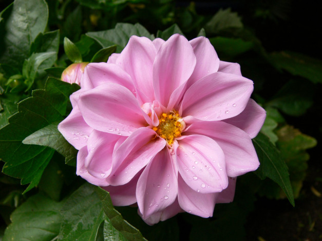 Обои картинки фото цветы, георгины