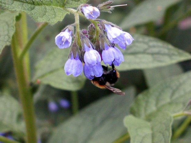 Обои картинки фото цветы, луговые, полевые