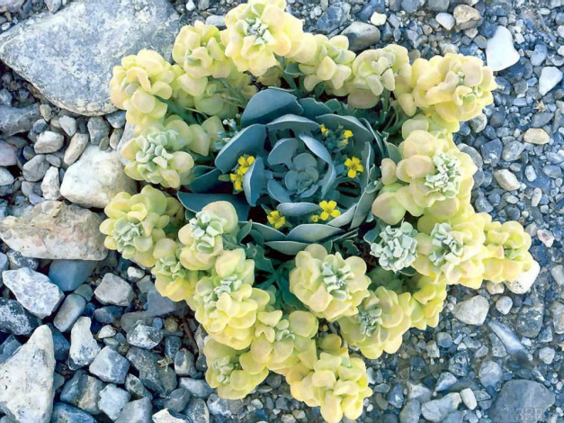 Обои картинки фото цветы, разные, вместе