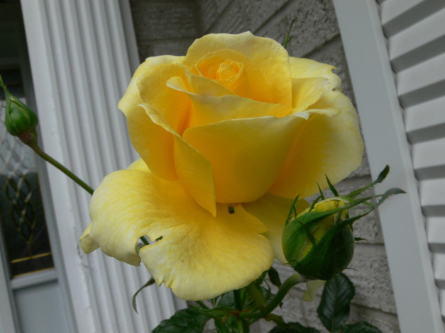 Обои картинки фото цветы, розы