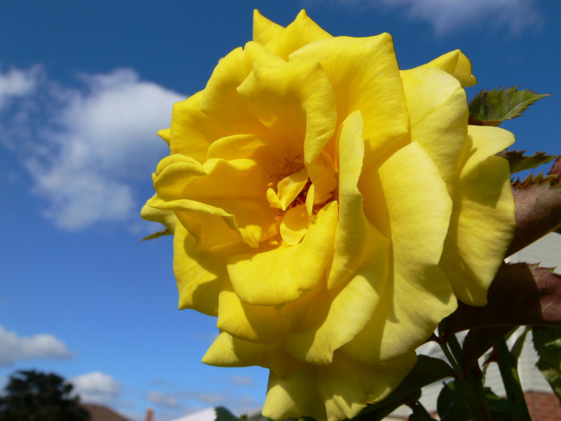 Обои картинки фото цветы, розы