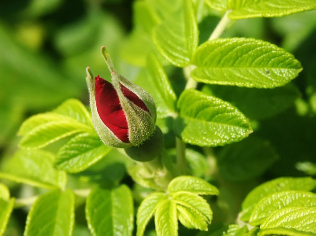 Обои картинки фото цветы, шиповник