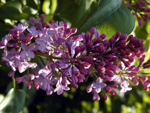 Обои картинки фото цветы, сирень