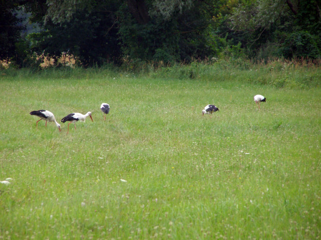 Обои картинки фото животные, аисты