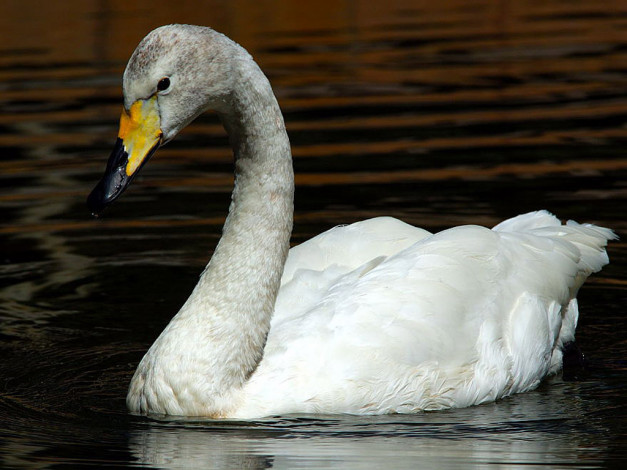 Обои картинки фото животные, лебеди