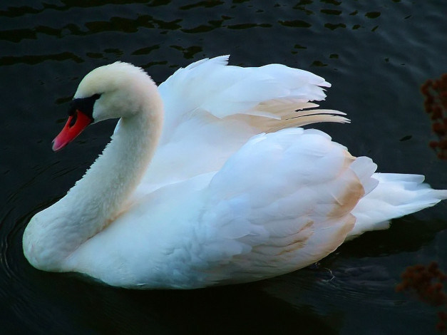 Обои картинки фото животные, лебеди