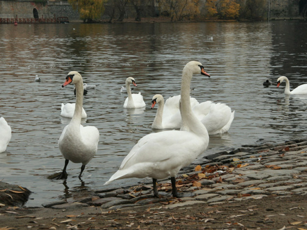 Обои картинки фото животные, лебеди
