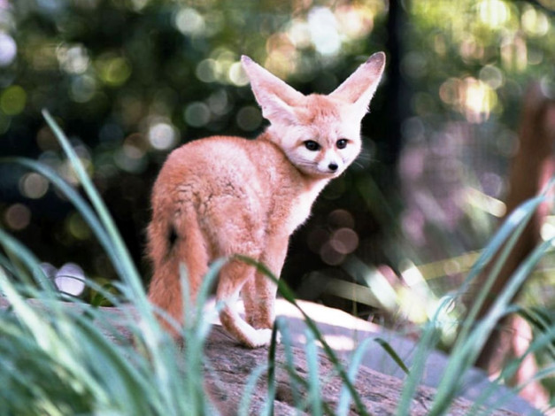 Обои картинки фото животные, лисы