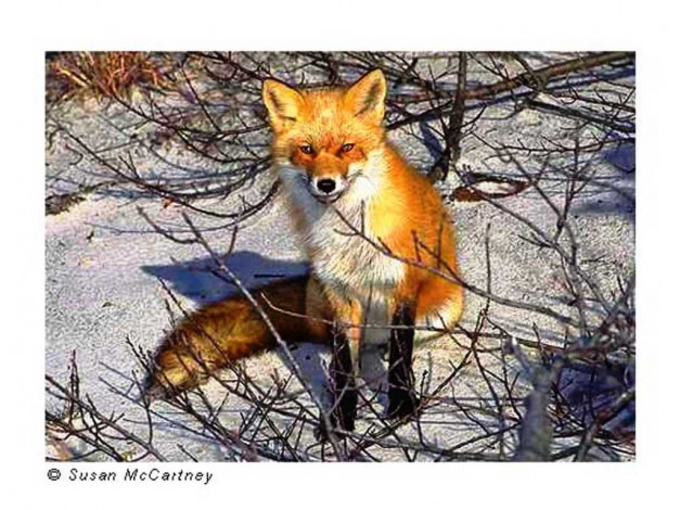 Обои картинки фото животные, лисы