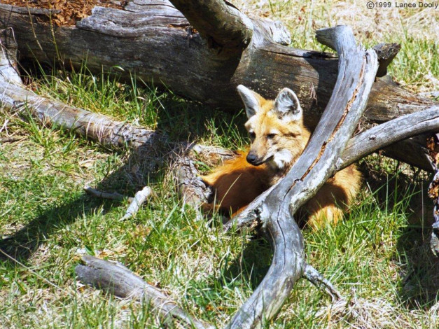 Обои картинки фото животные, лисы