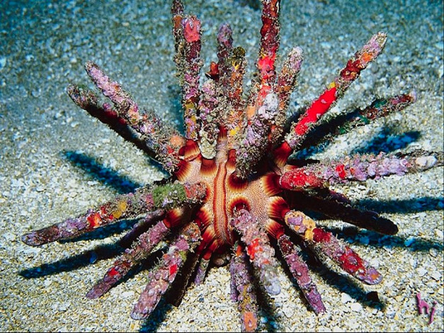 Обои картинки фото животные, морская, фауна