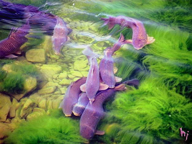 Обои картинки фото животные, рыбы