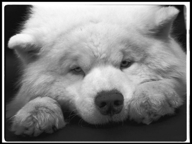 Обои картинки фото животные, собаки