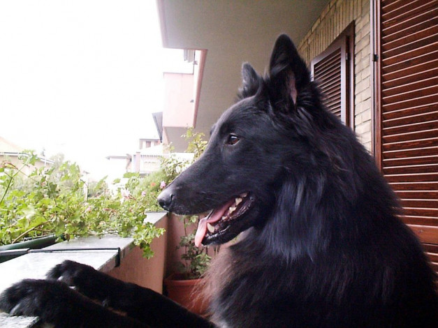 Обои картинки фото животные, собаки